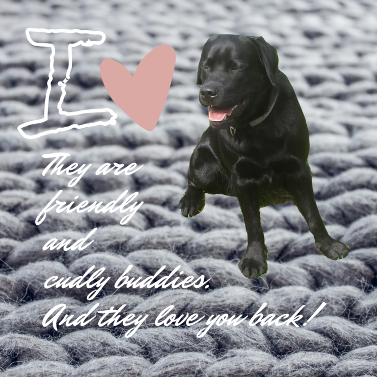 I love labradors_2